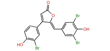 Rubrolide J